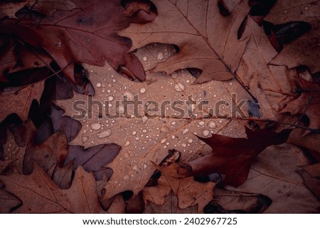 Wet oak leaves on the ground in rainy forest concept photo. Autumn atmosphere image. Beautiful nature scenery photography. High quality picture for wallpaper, travel blog.