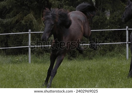 Young friesian horse bucking on meadow Royalty-Free Stock Photo #2402969025