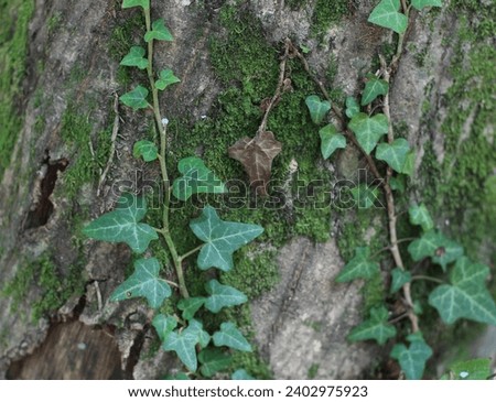 sunny summer day in lush forest. Tree leaves, old trees with thin, thick trunks. macro nature. Hedera iberica ivy growing at the base of mossy trees, hugging the tree.triangular green leaf