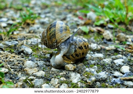 Close up of garden snails (Cornu aspersum) mating in the rain
 Royalty-Free Stock Photo #2402977879