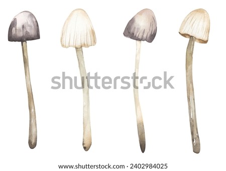 Watercolor fungi illustration, mycena mushroom, clip art haematopus mushrooms clipart set, hand drawn elements