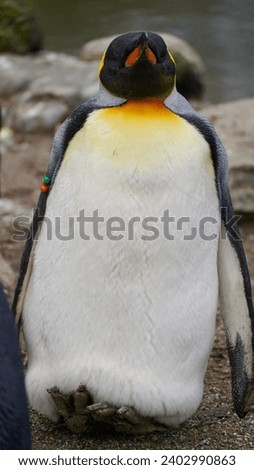  penguin posing in the zoo                            