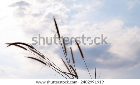 Grass flowers with a sky background. Bright sky and clouds with sunlight shine in the morning. Concept of beauty of nature, good morning, and start the new day. Close-up small plants of the landscape.