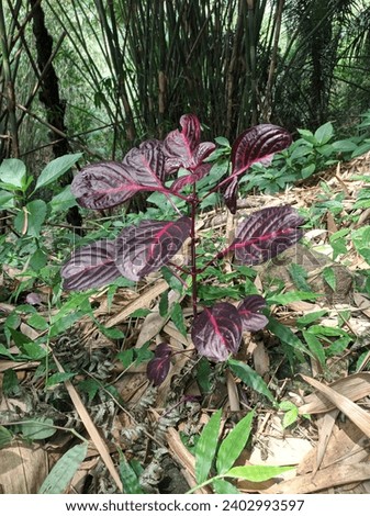 Iresine is an ornamental plant that has dark red leaves and stems