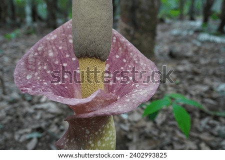 flower from the elephant foot yam or stink lily or porang in the rainy season.
