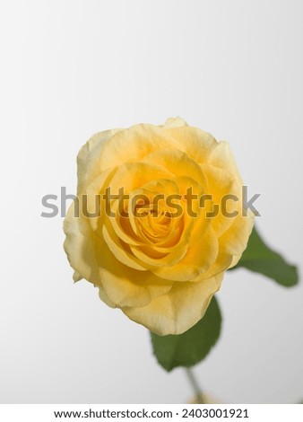 Closeup of yellow rose on gray background