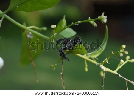 a close up picture of a spider hanging in a flower plants branch