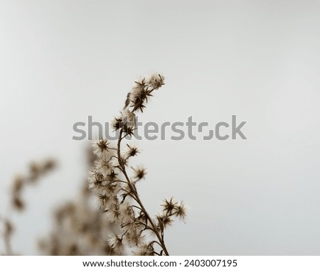 Close-up photo of a beautiful Canada goldenrod (Solidago Canadensis) plant with a blurry background on a winter day