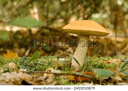 A large aspen mushroom with an orange cap grows in the autumn forest. Mushrooms in the forest. Mushroom picking.