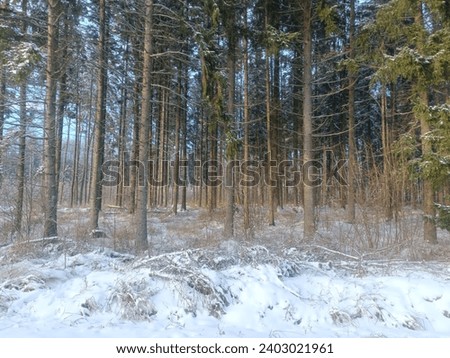 Forest in Siauliai county during sunny winter day. Some snow laying on ground. Oak and birch tree woodland. Sunny day. Narure. Miskas.
