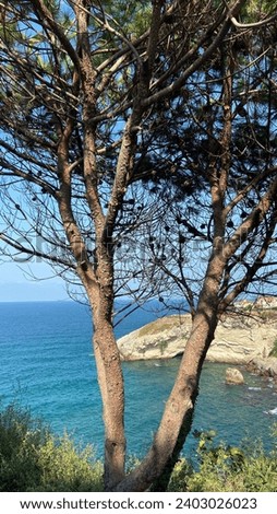 The magnificent harmony of tree, sea and sun