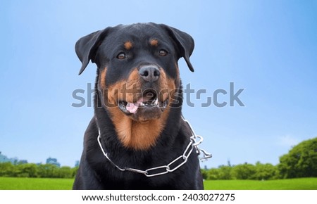 Beauty of Rottweiler and Breed Pictures.