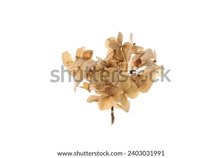 PNG, Dried geranium flowers, isolated on white background