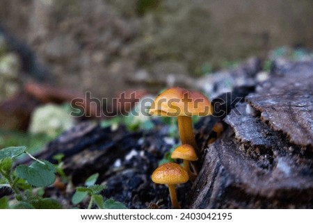 mushroom growing on a death wood's log