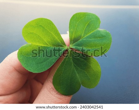 close up view of a hand holding a a 3 leaf clover