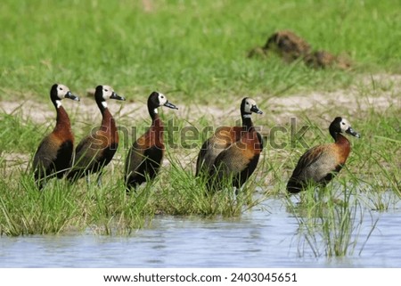 A symphony of melodious whistles intertwines as a congregation of White-Faced Whistling Ducks harmoniously gathers by the serene waters.