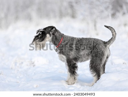 A dog of the Schnauzer breed, color with pepper and salt, stands in a winter snowy forest