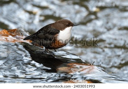 The Dipper is a bird of uplands and moorland streams. They require clean oxygen rich water to find their invertebrate prey. They often move to coastal areas in winter. Royalty-Free Stock Photo #2403051993