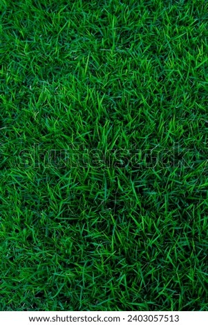 Green grass texture for background. Green lawn pattern and texture background. Close-up.high resolution