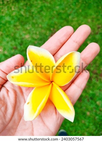hand holding a beautiful white edged-yellow frangipani flower with blurred background. 