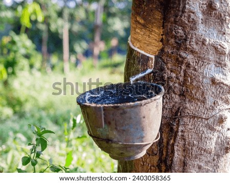 Close-up of natural fresh rubber latex from rubber trees Royalty-Free Stock Photo #2403058365