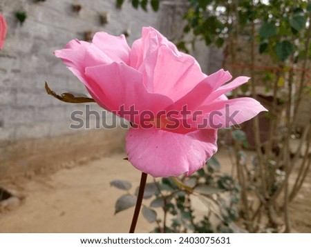 Beautiful flower picture rose picture