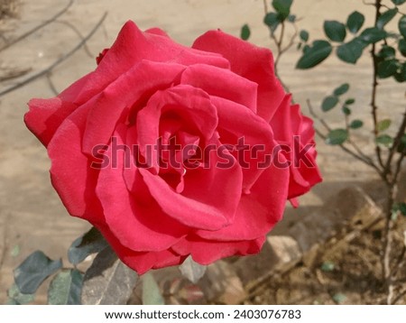 Red rose picture flower picture