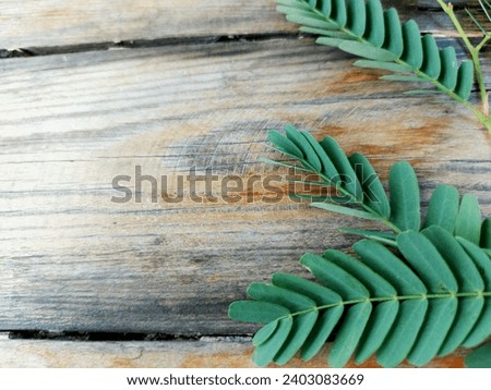 Tamarind leaves, leaves, tree, garden, plant, nature, natural, green, vegetables, leaf, park, Thailand, picture, background 