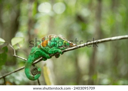 Beautiful colourful chameleon endangered species from Madagascar Royalty-Free Stock Photo #2403095709