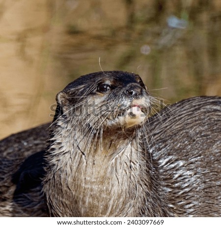 Asian Small Clawed Otter  (Aonyx cinereus) Adult with wet fur looking alert.