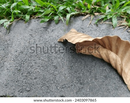 dry leaves, leaf, leaves, plant, nature, natural, beautiful, picture,background, park, Thailand, weed, earth, ground 