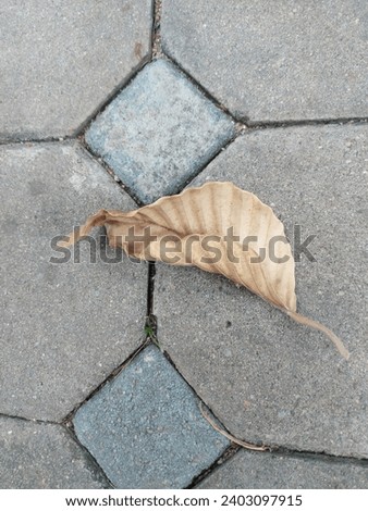 dry leaves, leaf, leaves, plant, nature, natural, beautiful, picture,background, park, Thailand, weed, earth, ground 