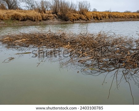 Ecology. In fall, burrowing beavers created stocks of willow branches in 1.9 m depth river, cut down bushes, collected them in water, eat under winter ice. Stocks have opened due to decline of water