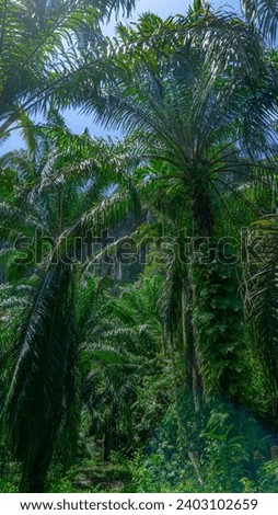 Tropical view of a tall jungle palm trees in beautiful lush natural jungle environment during beautiful sunny day. Tropical plants in Thailand with green palm trees growing high above the ground. 