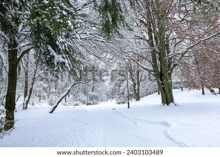 Trees covered with snow in winter park