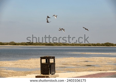 Picture of a flying flock of pigeons in Al Thakira Mangroves Beach, Qatar