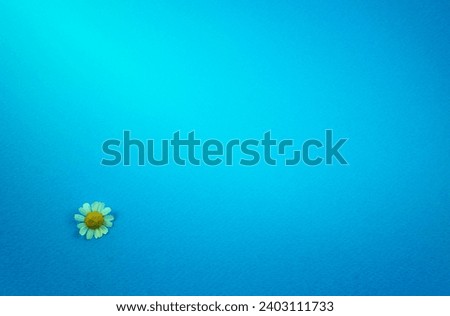 Fresh daisy floral flat lay on turquoise blue rough paper texture abstract background. Off-center, copy space, horizontal image style.