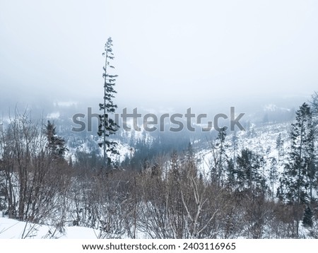 Beautiful winter landscape with beautiful nature, forests and mountains of the Ukrainian Carpathians