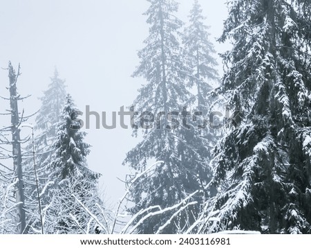 Beautiful winter landscape with beautiful nature, forests and mountains of the Ukrainian Carpathians