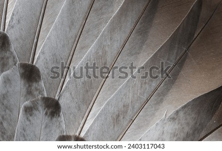 gray feather pigeon macro photo. texture or background