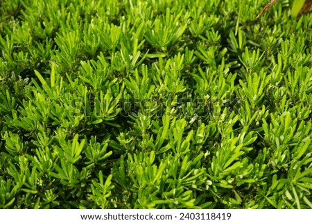 close up of green grass plants field background  texture pattern 