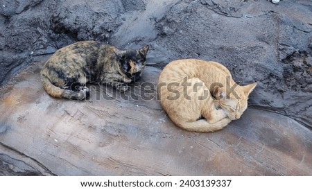 the two cat sleeps happily 