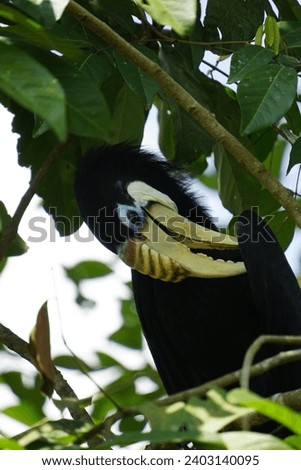 Picture of a Hornbill taken at Bird Paradise Singapore