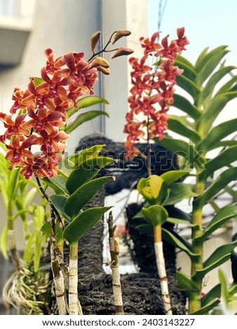 Various kinds of ornamental plants and orchids in Setramurni Bandung photographed December 20, 2023.