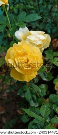 Vibrant yellow rose blossoming in a lush garden, a symbol of beauty and joy. Captivating floral image available on Shutterstock for your creative projects.
