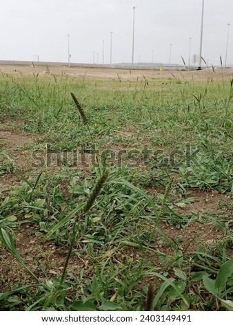 Green grass picture In Saudi Arabia Jeddah city after rain 