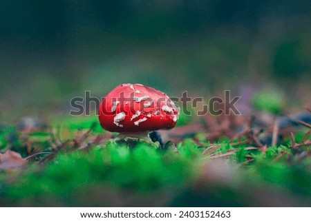 Young Amanita Muscaria, Known as the Fly Agaric or Fly Amanita: Healing and Medicinal Mushroom with Red Cap Growing in Forest. Can Be Used for Micro Dosing, Spiritual Practices and Shaman Rituals Royalty-Free Stock Photo #2403152463