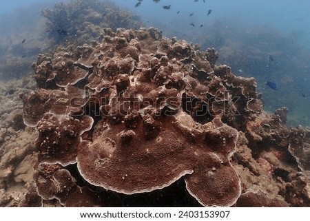Beautiful deep-sea coral is a picture taken by students of Yanaka Demonstration School while on a study tour in Trang Province.
Photographed 7 December 2023
Trang Province, Thailand
