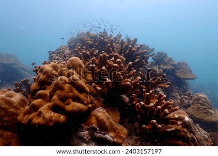 Beautiful deep-sea coral is a picture taken by students of Yanaka Demonstration School while on a study tour in Trang Province.
Photographed 7 December 2023
Trang Province, Thailand