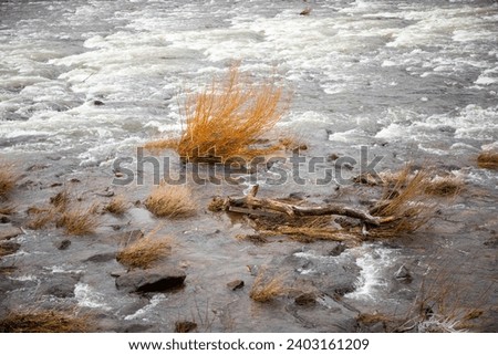Strong river current with lots of rocks and shrubs in winter